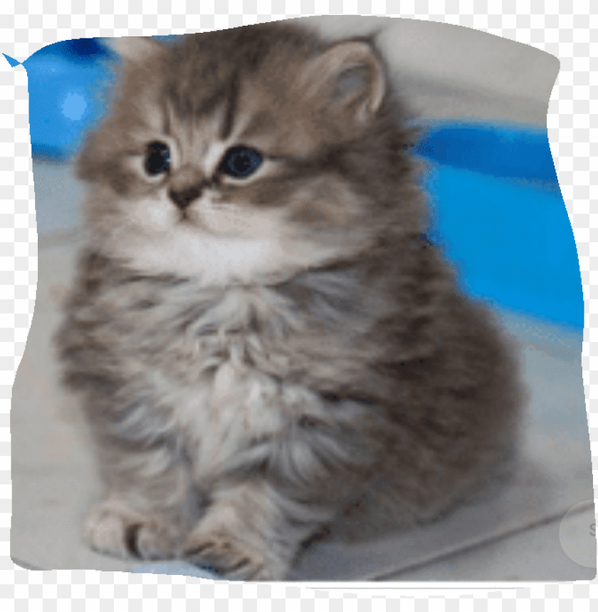 Free download | HD PNG cat i want it imagem de gato bonito s PNG ...