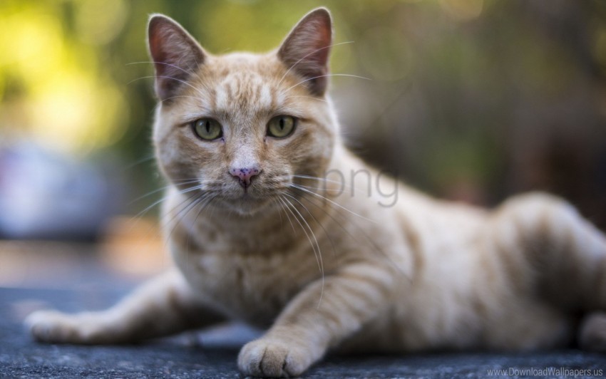 Free download | HD PNG cat lie look tabby watch wallpaper background ...