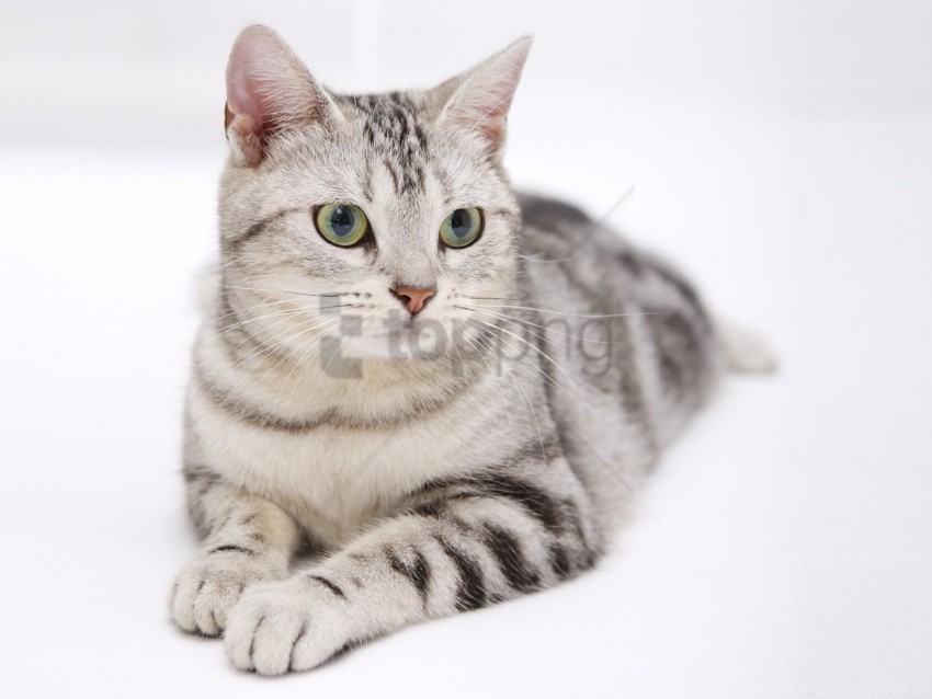 Free download | HD PNG cat look lying striped wallpaper background best ...