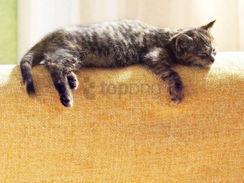Free download | HD PNG cat lying sleeping tabby wallpaper background ...