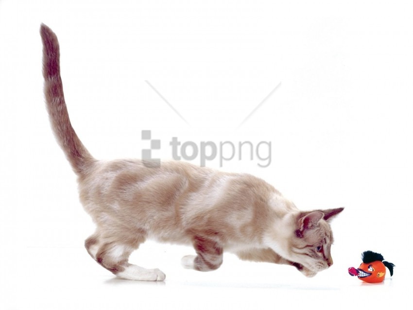 Free download | HD PNG cat mouse playful toy wallpaper background best