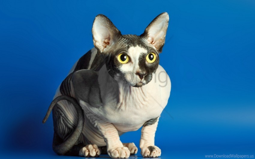 Free download | HD PNG cat sphynx spotted wallpaper background best ...