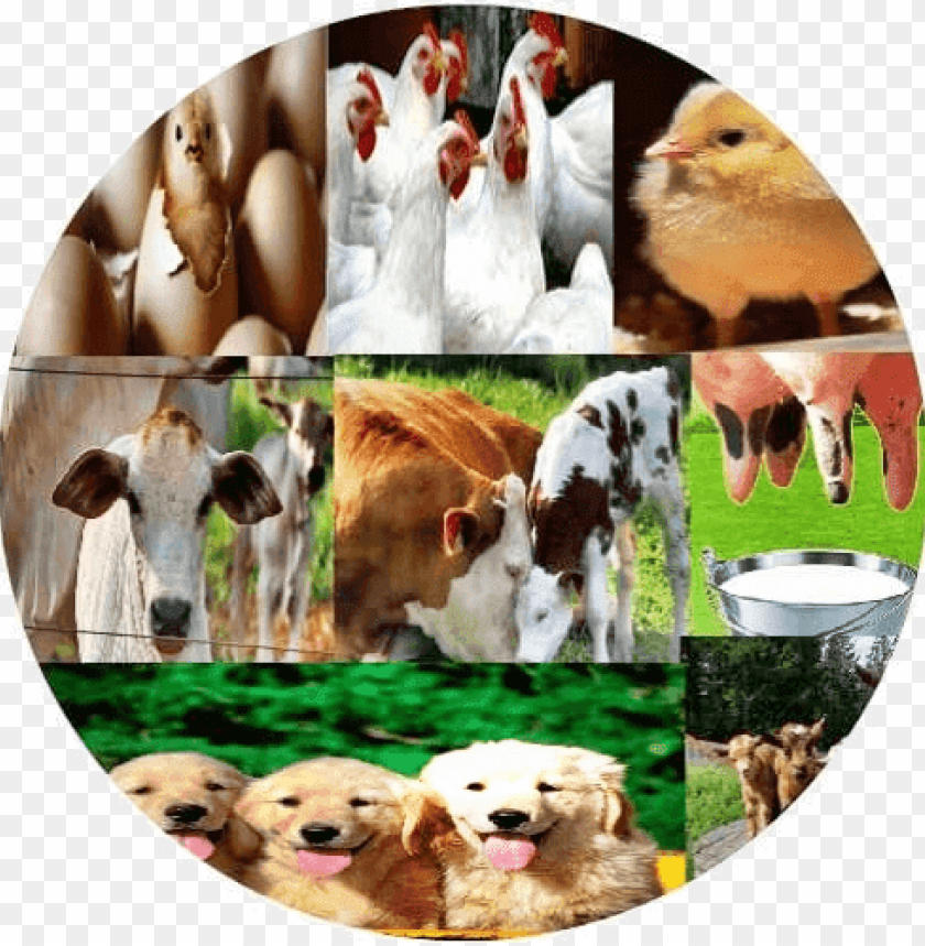 Free download HD PNG cattle medicine book PNG transparent with Clear