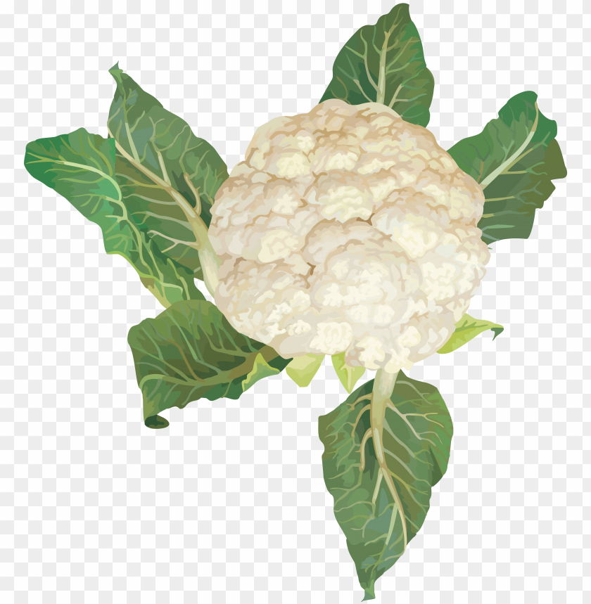 Free download | HD PNG cauliflower PNG images with transparent ...