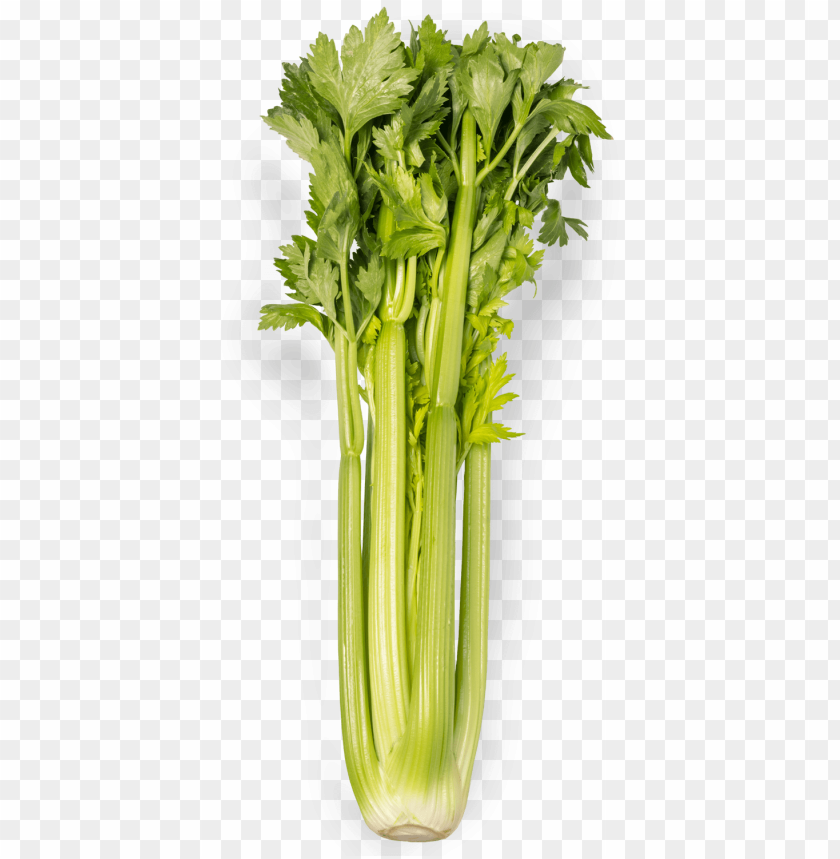 Free download HD PNG celery PNG image with transparent background