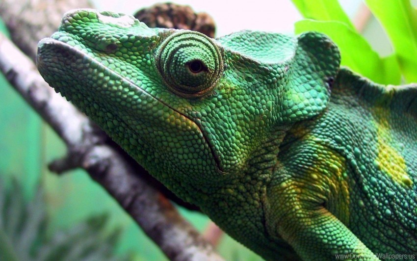 Free download | HD PNG chameleon color eyes head wallpaper background ...