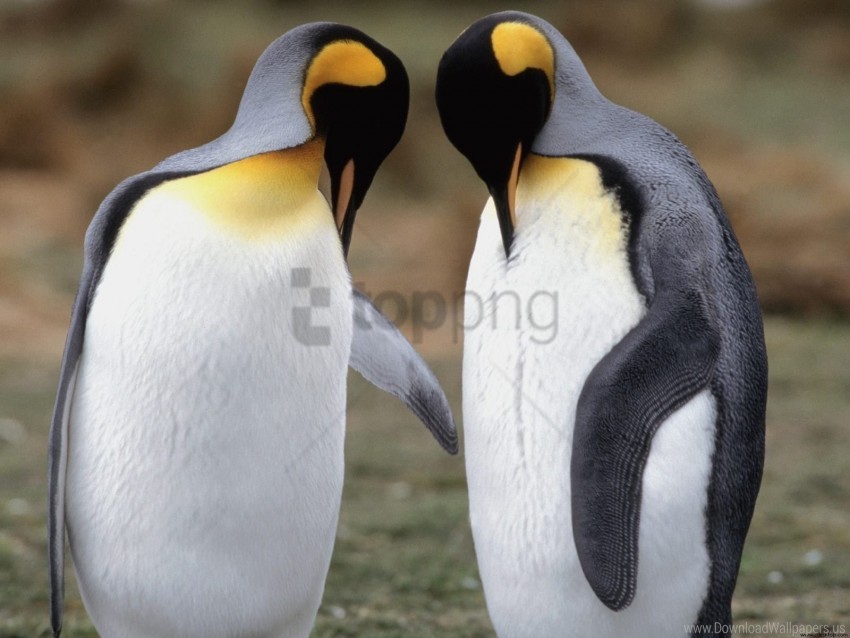 Check King Penguins Tuxedo Wallpaper Background Best Stock - penguin tux fire roblox