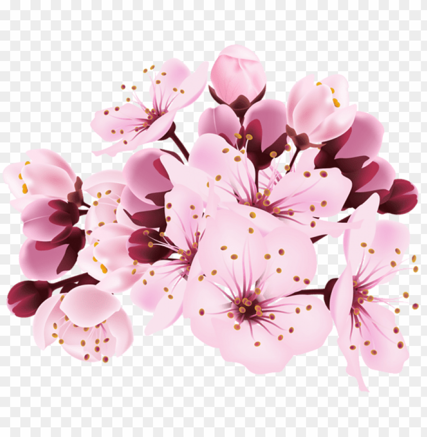 Free download | HD PNG PNG image of cherry blossom decorative ...