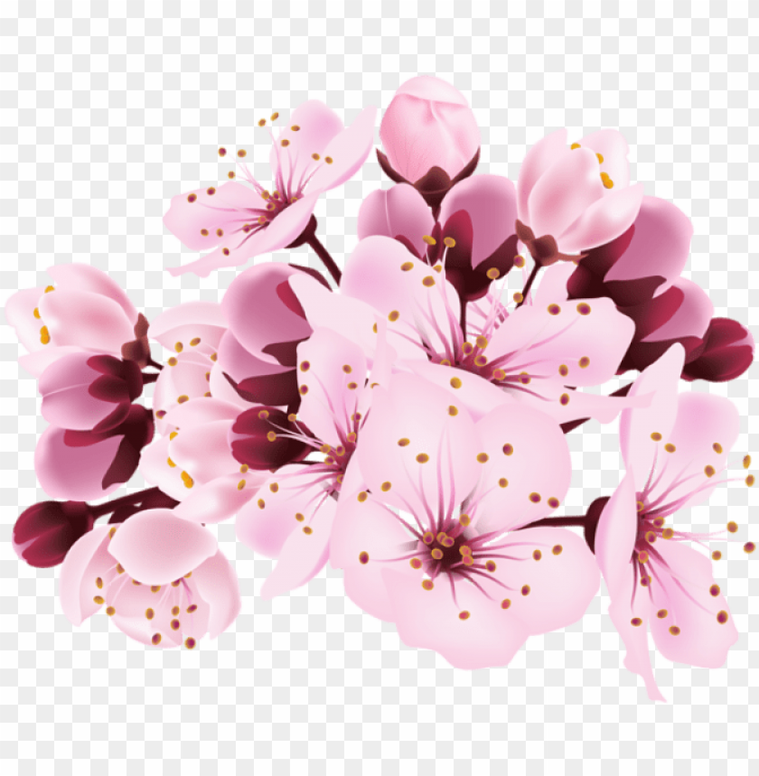 Cherry Blossom Decorative Transparent Image Transparent