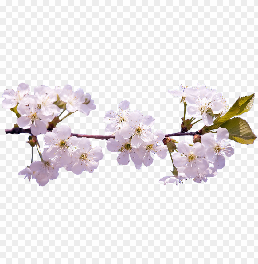 Free download | HD PNG cherry blossom hd PNG transparent with Clear ...