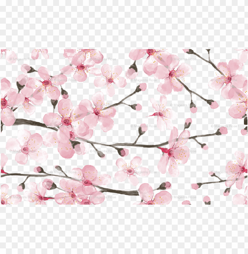Free download | HD PNG cherry blossom watercolor PNG transparent with ...