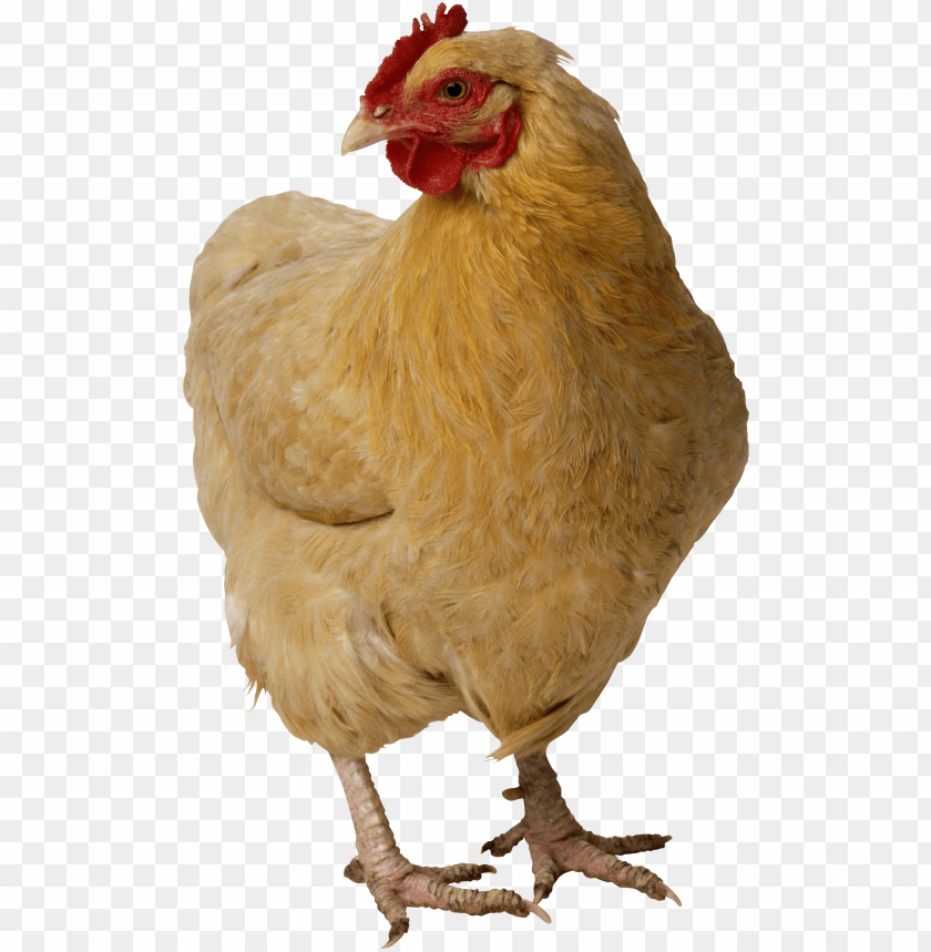 chicken png png image with transparent background toppng chicken png png image with transparent