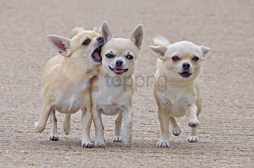 Free download | HD PNG chihuahua comrades dog friends three walk ...