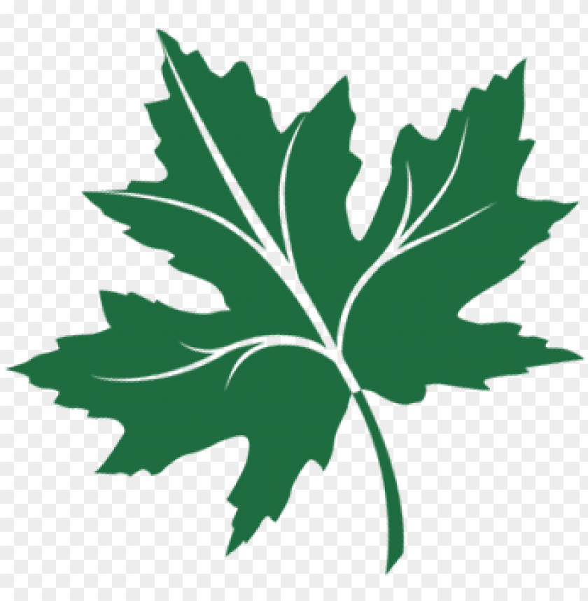 Aggregate 122+ chinar leaf logo - camera.edu.vn