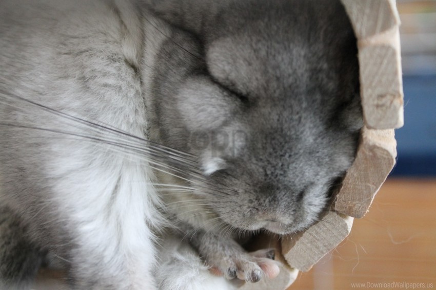 Free download | HD PNG chinchilla fluffy lie sleep wallpaper background