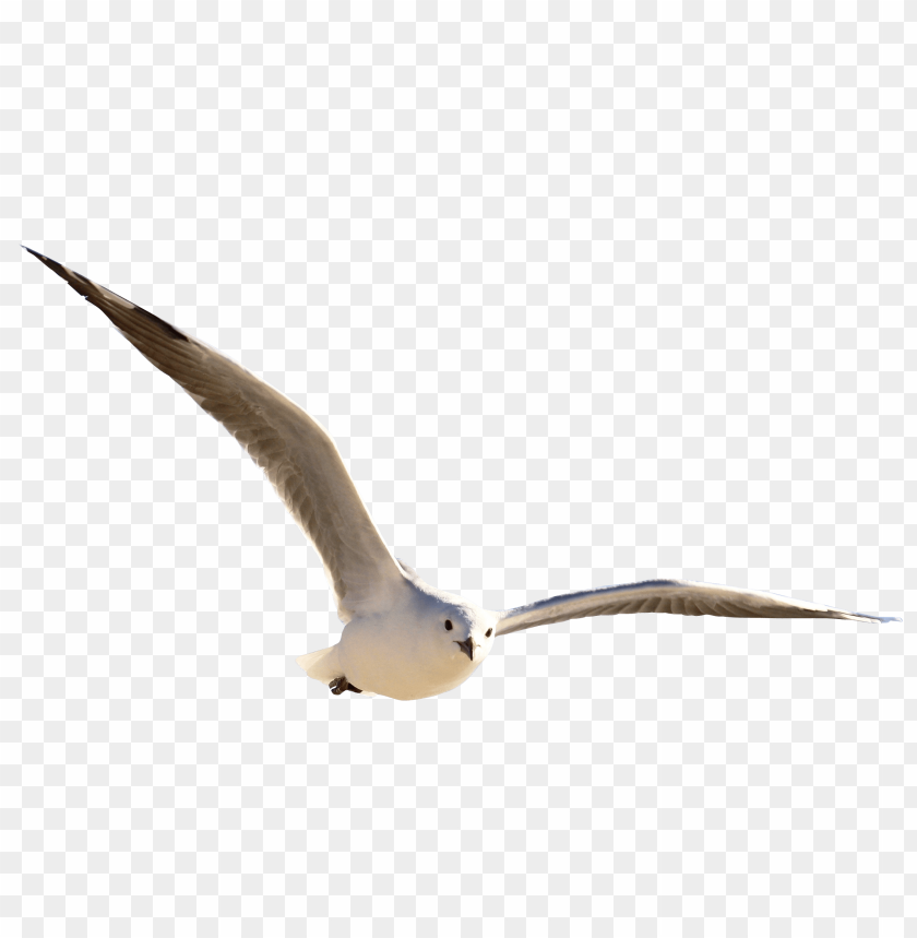 Free download | HD PNG clear png PNG transparent with Clear Background ...