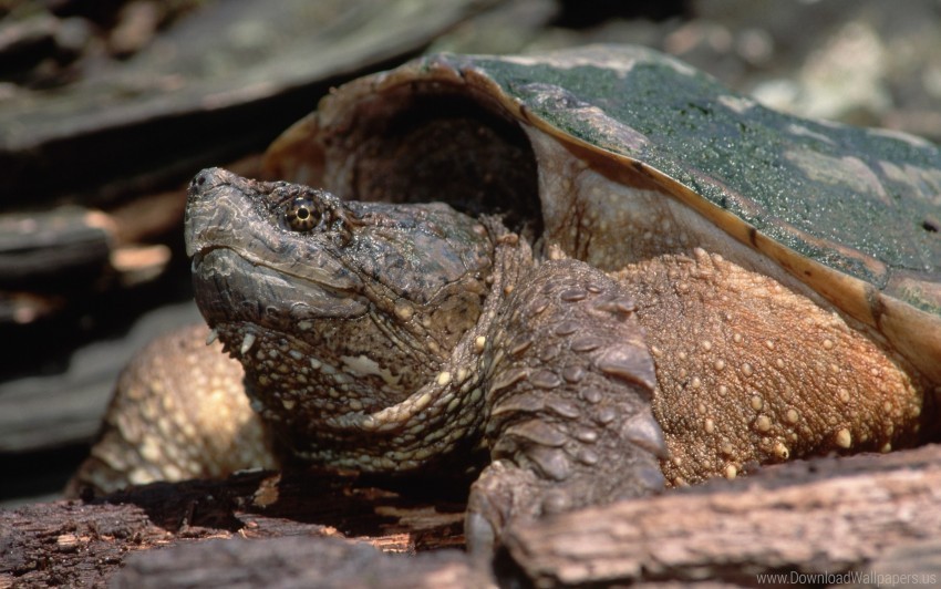 Free download | HD PNG climb head shell turtle wallpaper background ...