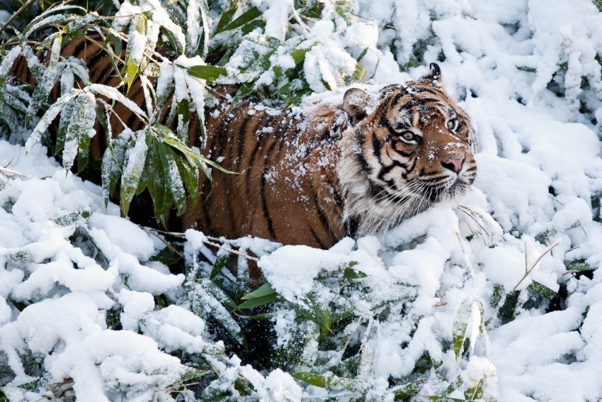 Free download | HD PNG climbing face snow tiger wallpaper background ...