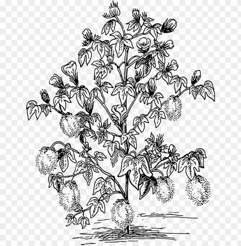 Download Download clip art images - cotton plant coloring page png - Free PNG Images | TOPpng