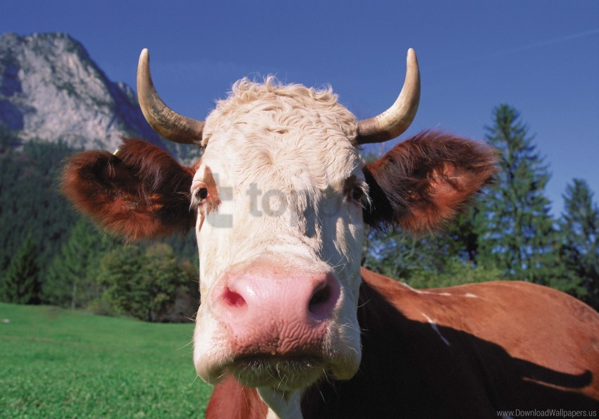 Free download | HD PNG close up cow face horn wallpaper background best