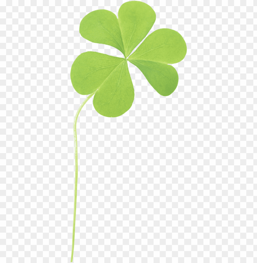 Free download | HD PNG PNG image of clover with a clear background ...