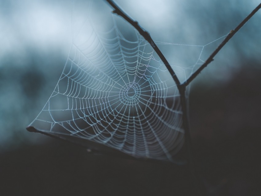 Crobweb Free download | HD PNG cobweb weaving macro dew drops blur 4k wallpaper ...