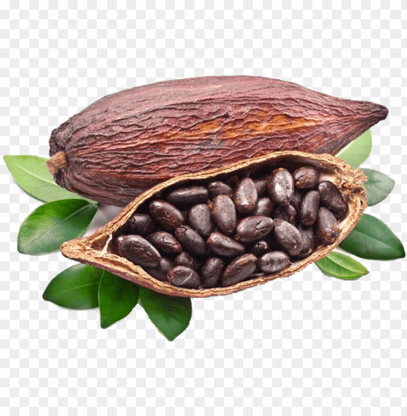 Free download | HD PNG cocoa beans grown around the world PNG ...