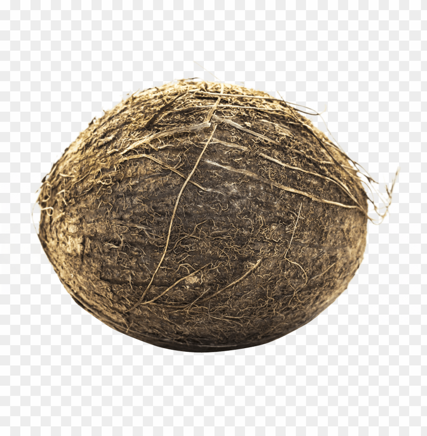 Free download | HD PNG whole coconut shell transparent | TOPpng