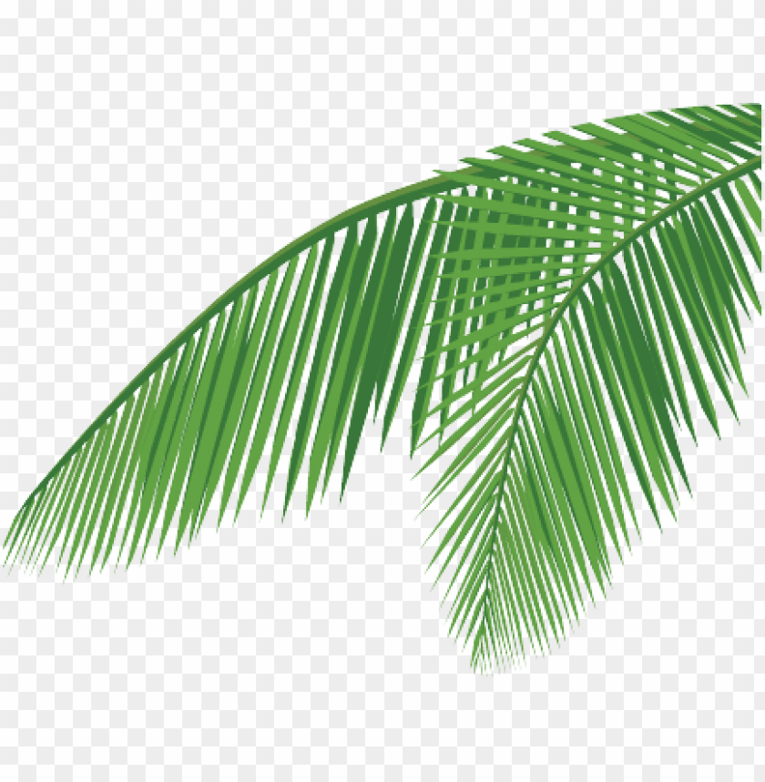 Free download HD PNG coconut leaf png coconut leaf vector PNG