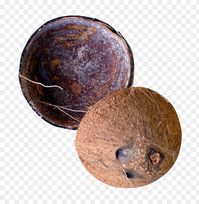 Free download | HD PNG coconut shell PNG images with transparent ...