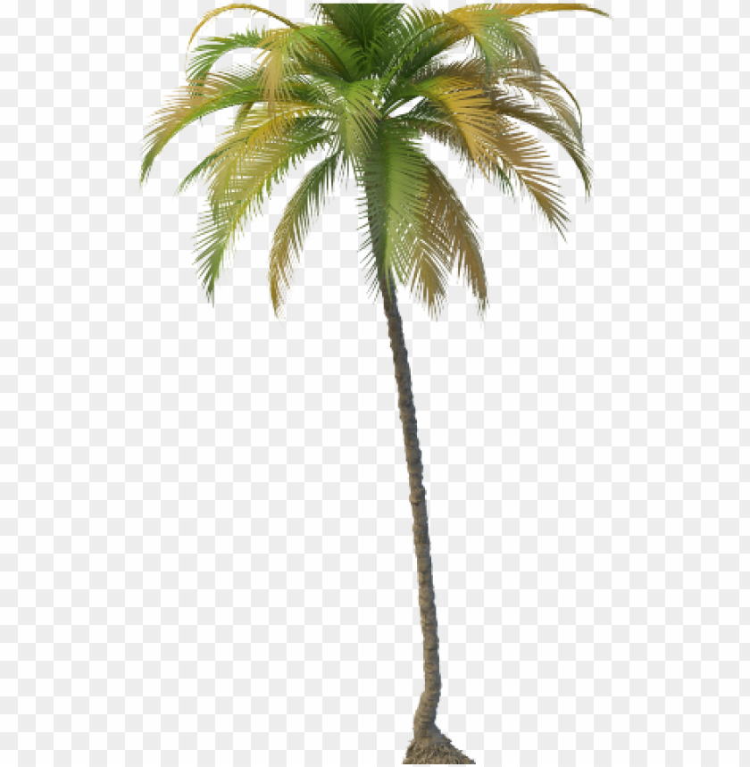 Free download | HD PNG coconut tree coconut tree PNG transparent with ...