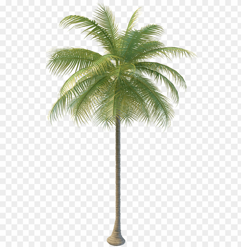 Coconut Tree Png Images Png Image With Transparent Background Toppng