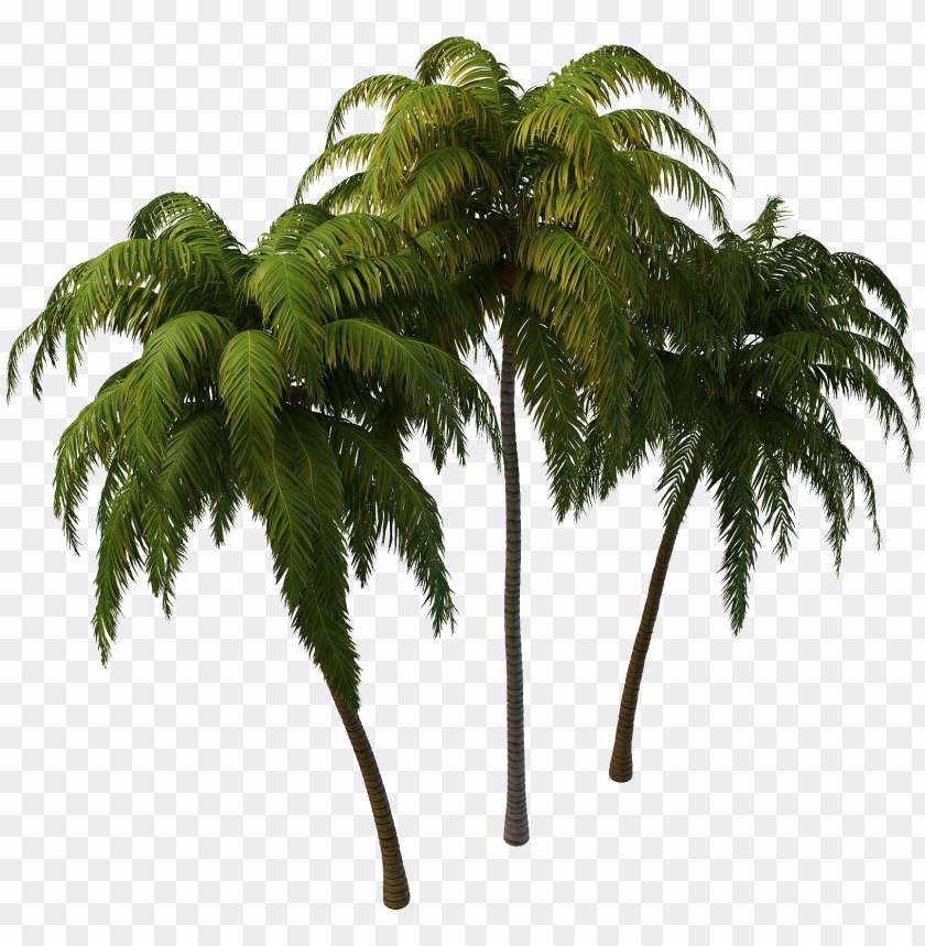 Free download | HD PNG coconut tree png photos transparent coconut tree ...