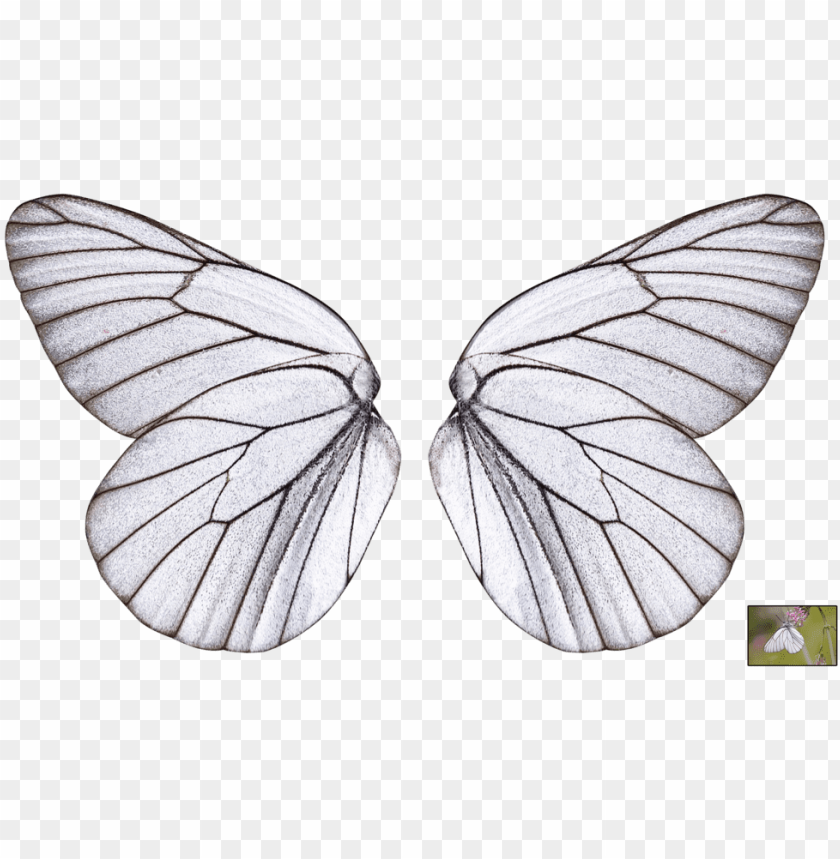 Download Collection Of Free Wings Transparent Butterfly Download Butterfly Wings Transparent Background Png Image With Transparent Background Toppng PSD Mockup Templates