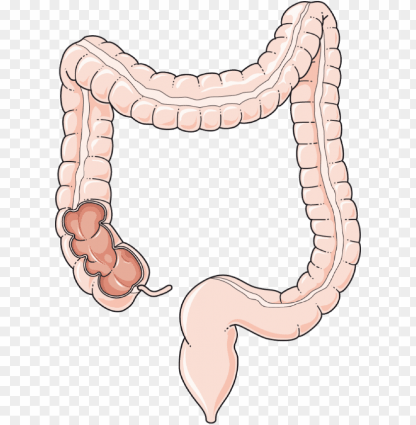 Free download | HD PNG colon colon PNG transparent with Clear ...