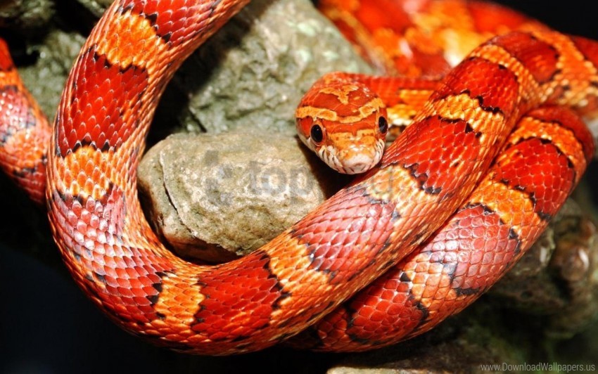 Rep Snake Color Free download | HD PNG color reptile snake wallpaper background best ...