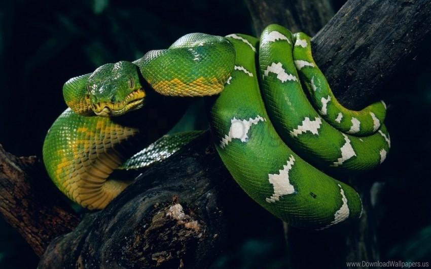 Free download | HD PNG color snake spot tree twist wallpaper background ...