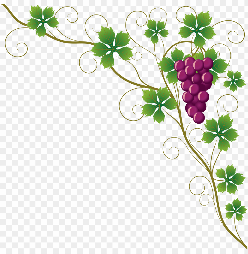 common grape vine grape leaves wine clip art - grape vine corner border PNG...
