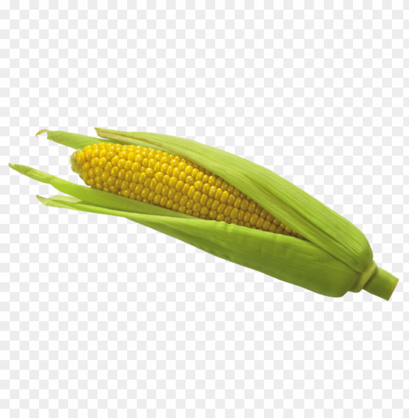 Free download | HD PNG Transparent corn with green leaves partially ...
