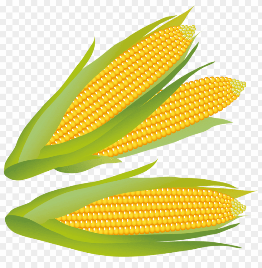 Free download | HD PNG Transparent corn PNG background - Image ID 49292 ...