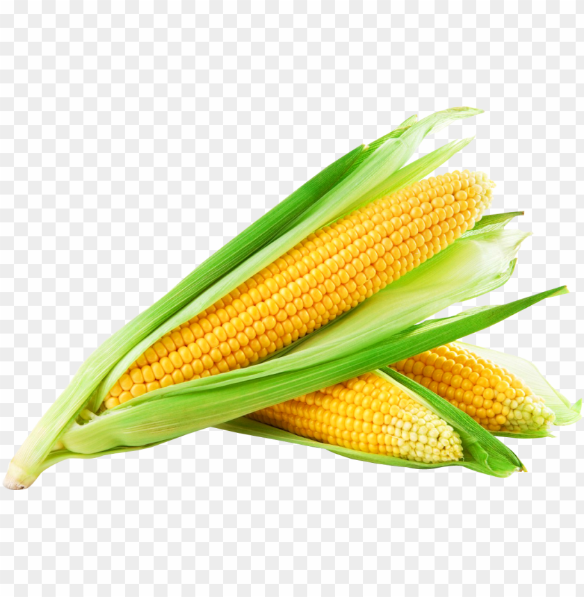 Free download | HD PNG corn png image sweet cor PNG transparent with ...