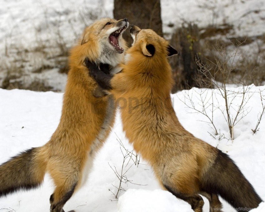 Couple Fight Fox Foxes Snow Wallpaper Background Best Stock Photos Toppng