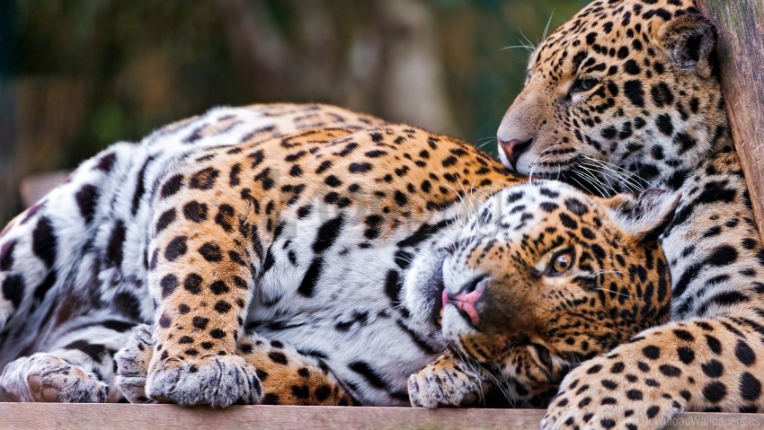 Cowebbed Leopard Free download | HD PNG couple leopards lie down rest wallpaper ...