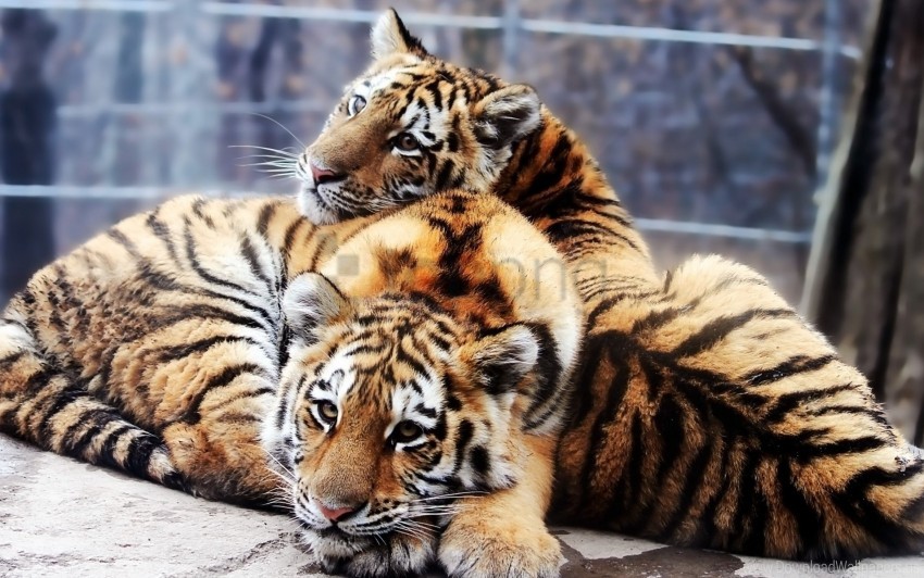 Tiger Lie Free download | HD PNG couple lie tigers young wallpaper background ...