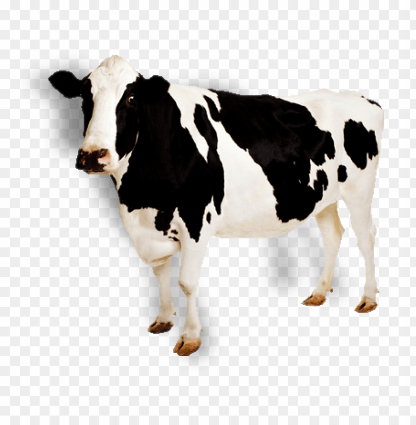 Illustration of a cow representing dairy and nutrition