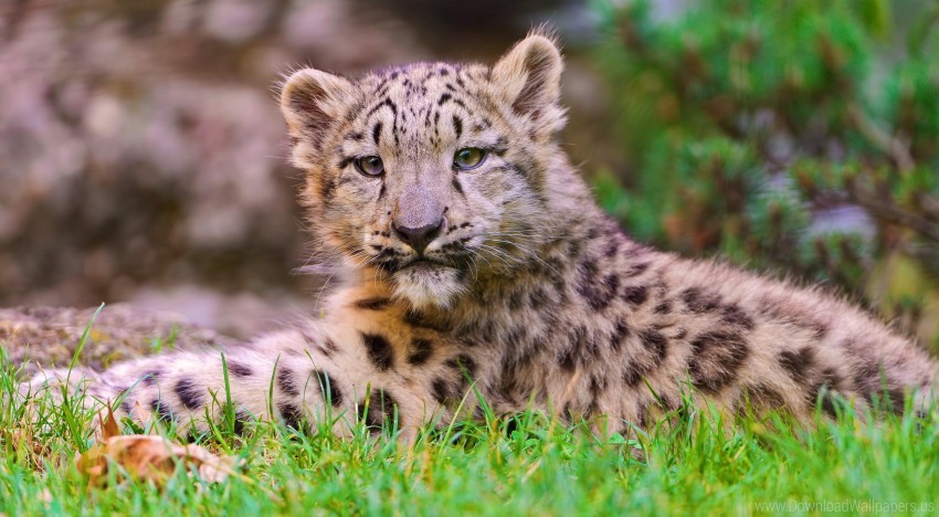 Free download | HD PNG cub grass lie snow leopard wallpaper background ...