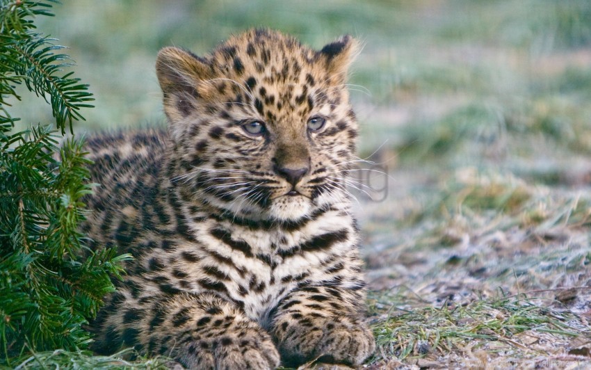 Cowebbed Leopard Free download | HD PNG cub leopard lying wallpaper background best ...