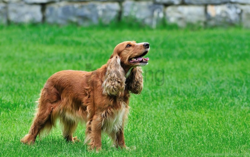 Free download HD PNG curly dog fluffy grass red hair wallpaper background best stock photos