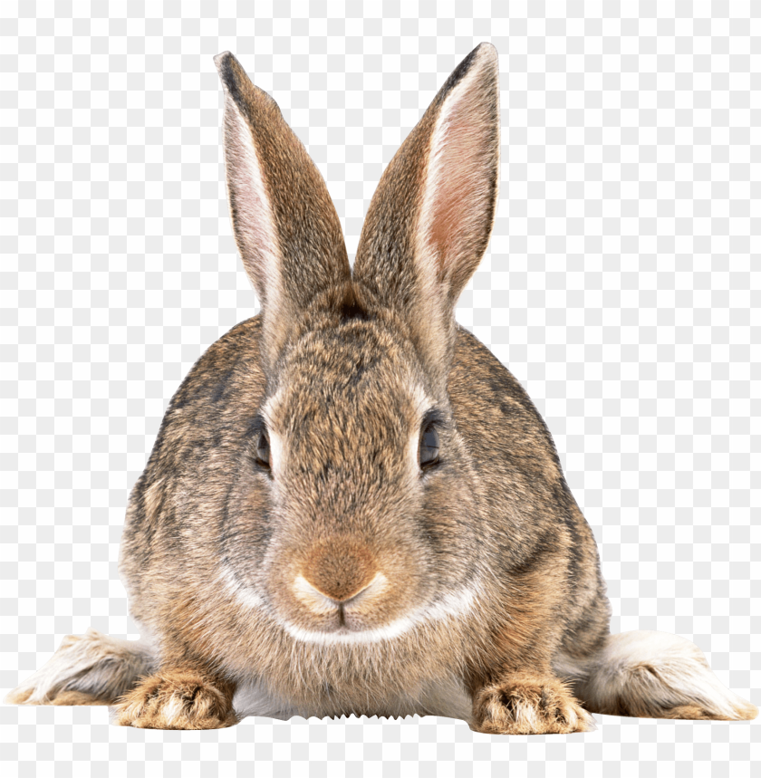 Free download | HD PNG cute brown rabbit | TOPpng