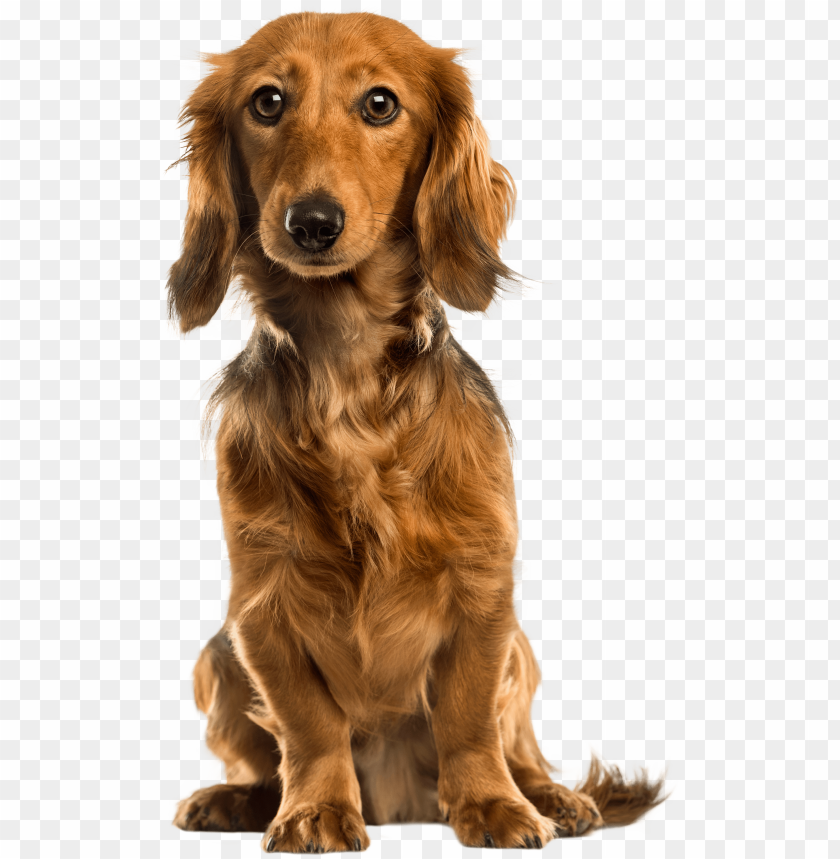 Free download | HD PNG cute dog png clip art do PNG transparent with ...